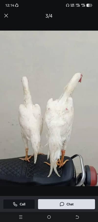 Paper white murga pair for sale only WhatsApp number 0326/87/50/738