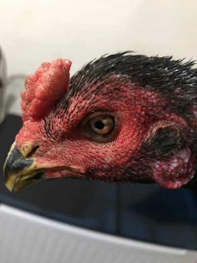 Exchange possible with imported line patha