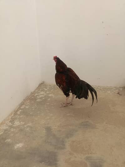 Aseel Murgha for sale