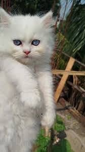 My cat is very beautiful and prity