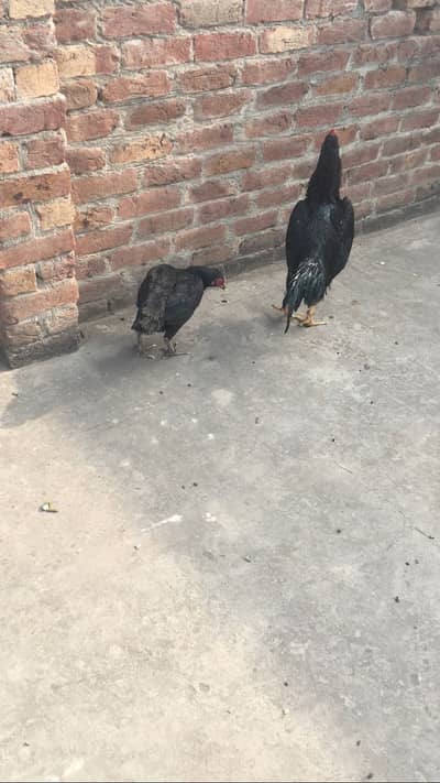 Aseel pair for sale full black number only WhatsApp