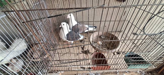 Selling my diamond piegon pair with one adult chicks