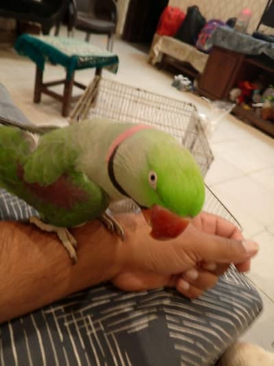 Kashmiri Raw parrot 
