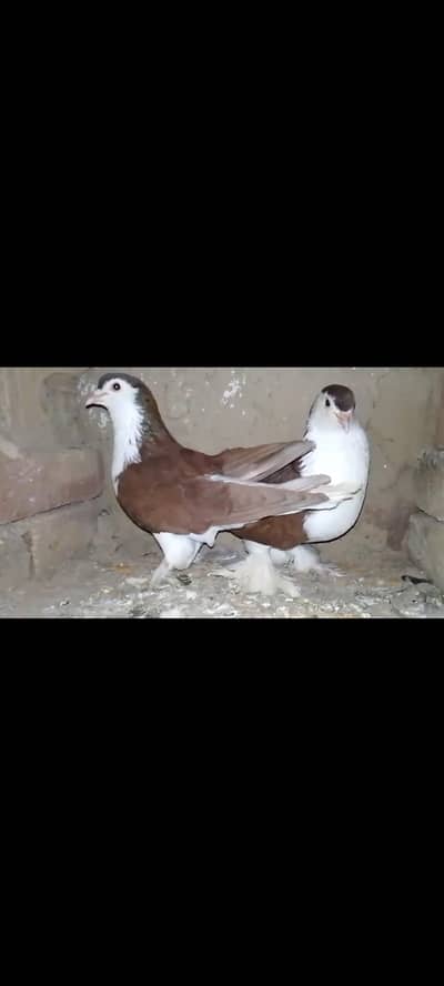 Shirazi Pair for sale