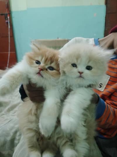 5 kitten 3 male 2  female