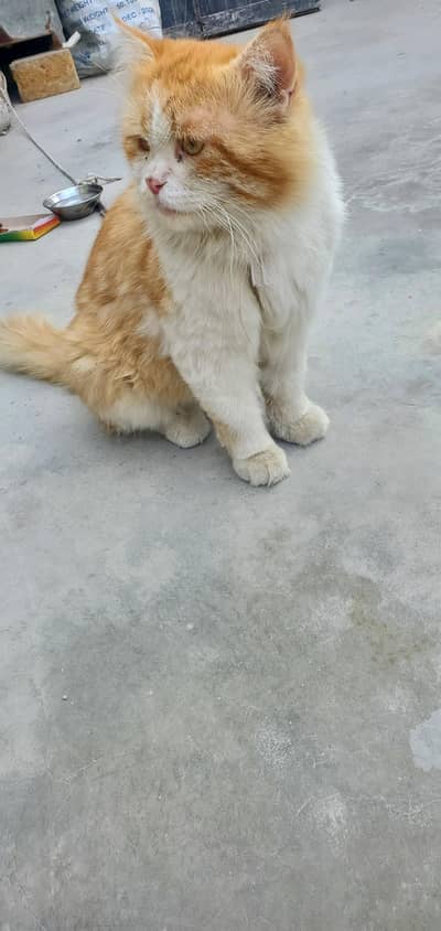 urgent sell + adoption