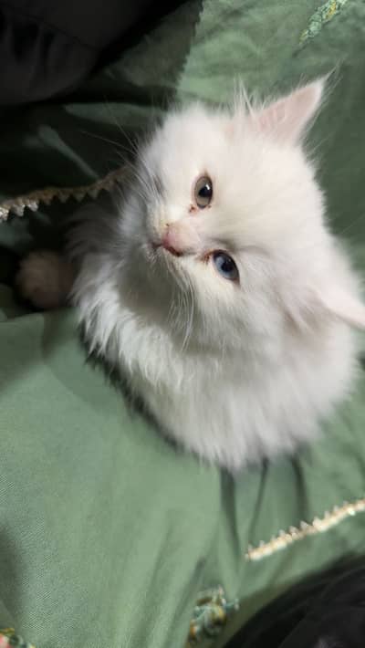 Odd eyes cat one eye blue other golden