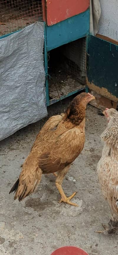 Mashallah High Quality Aseel  Murgy