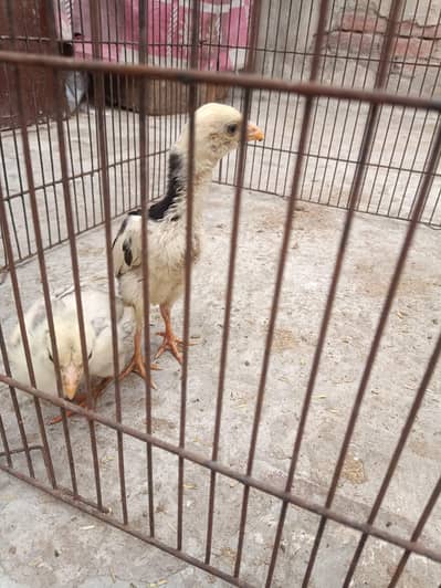 blue shamo KY 2 bachy han bachy mashallah healthy and active han