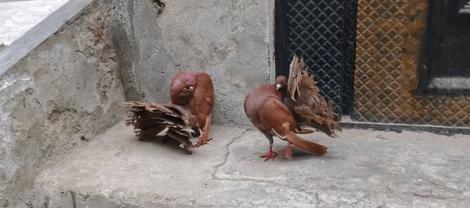 all fancy pigeon 03084523920