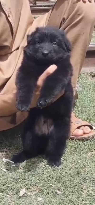 single bed all ok new 10by8 for sell