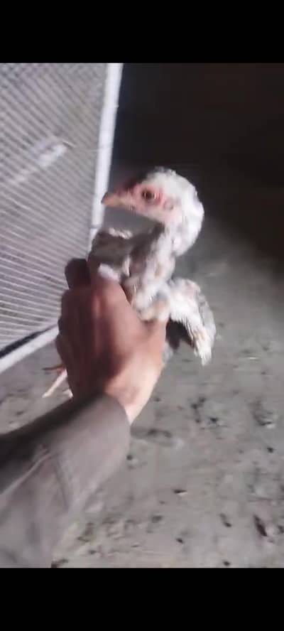 4 female 2 male burmi × Sindhi