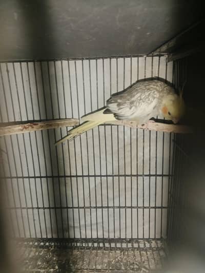 9 piece hain total all breeder's hain. 110%