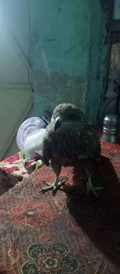 urgent sale need to cash