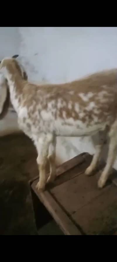 Maki cheena bakri for sell | Contact number : 03132553189