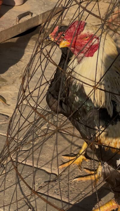 High Quality Pure Black Jawa And Pure Mushki