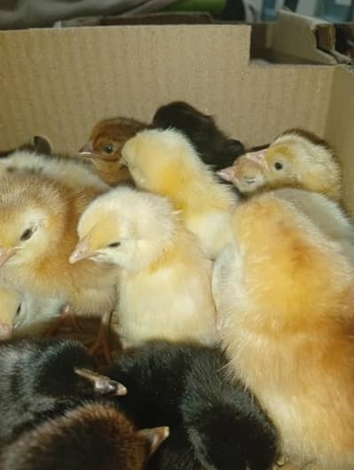 Golden Misri 1 Din Ka Chooza For Sale | Healthy & Active