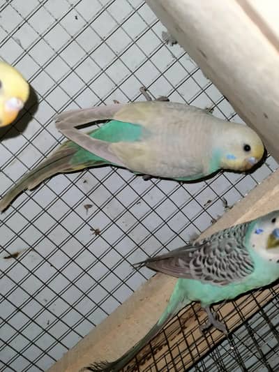 bujri patha (rainbow,red eyes and seplt black wing mix)