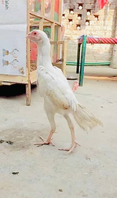 Pure German Shamo ( Old Blood Line )