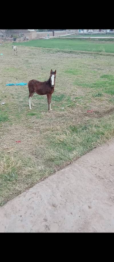 Wachera exchange possible