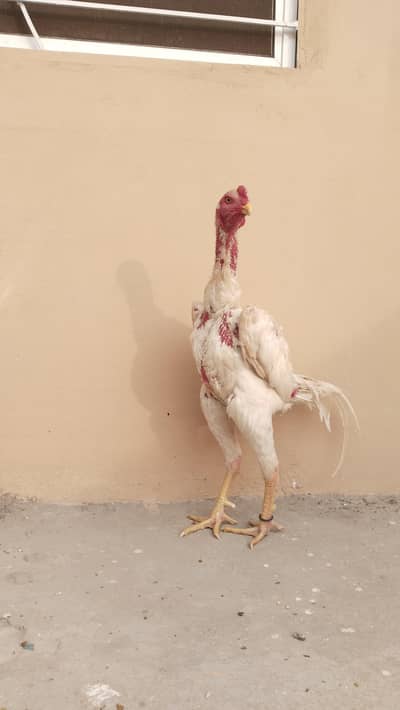 shamoo aseel white colour king size jermon bread