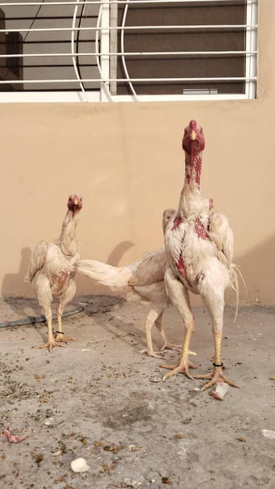 Shamo Aseel pair | Aseel | Hens | Chicks | Shamo hens /Aseel hen