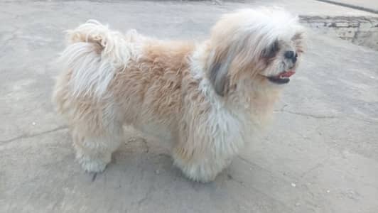 pure breed show quality Shihtzu, shih tzu, shitzu