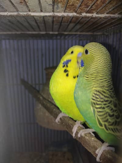 Budgies Undersize