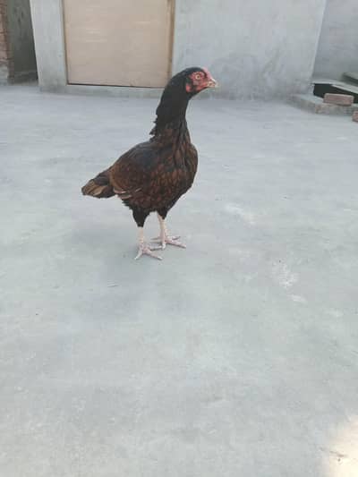 Heera murga be add ma Laga hu ha 03056377507