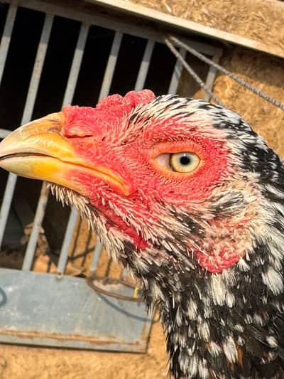 High Quality Aseel Madi 03025311096