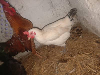 2 White Misri Desi Murgian