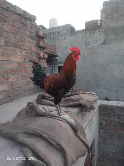 4 Commercial Australorp male hen