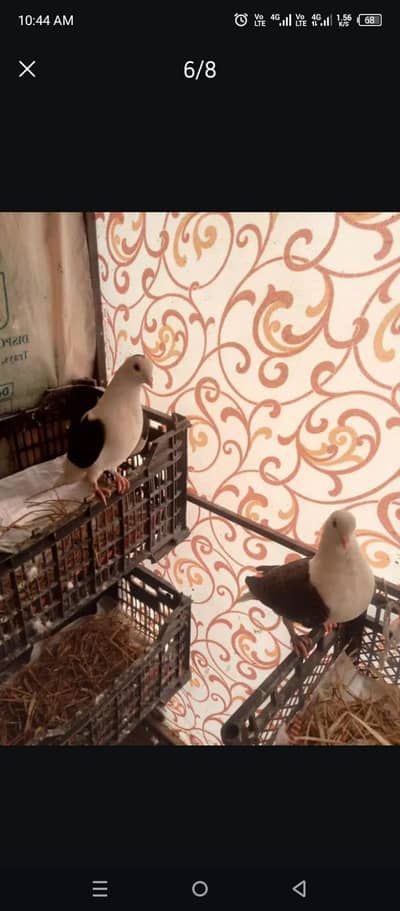 Mashallah healthy and Active birds  black pamoz pair 1200