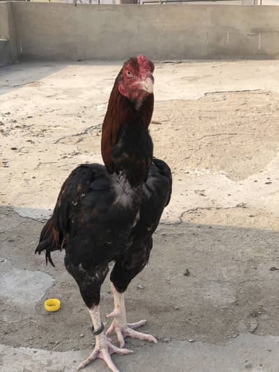 Read CAPTION CAREFULLY…. LAKHA ASEEL 03270616302