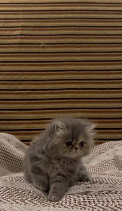 Pure Persian kittens punch face