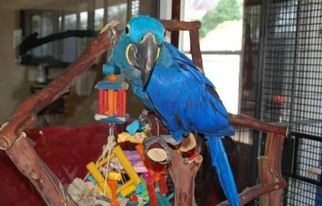 blue macaw parrot 6month age connect number03116035589