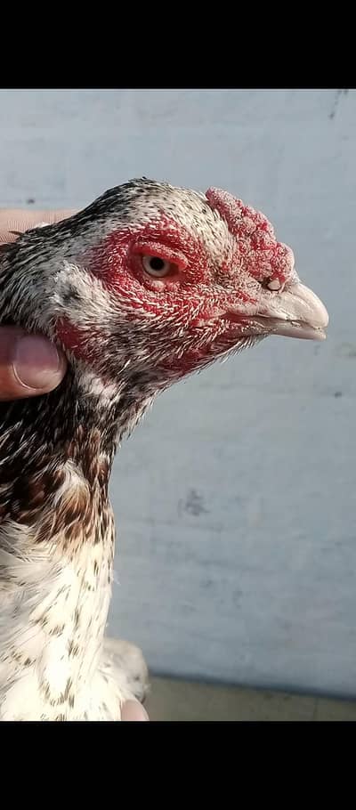 high quality Madi high class