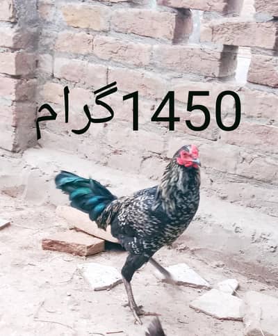 تین عدد مرغے