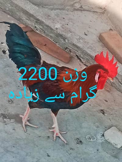 تین عدد مرغے