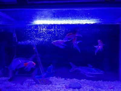 Paroon shark and goldfish