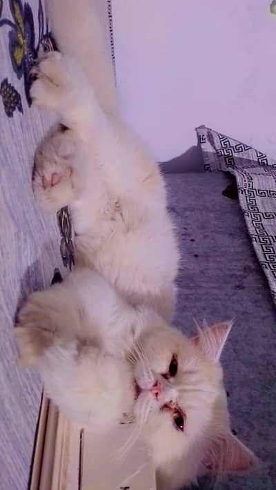 urgent Sali pershani triple coted pair