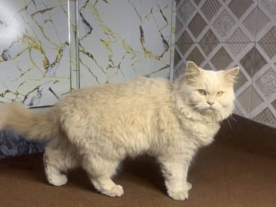 Cute healthy play full cat for sale 03437961629. What’s number