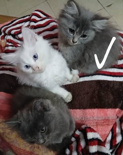 Pershion cats make and female