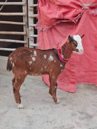 Lal Ajruk chamba teddy male pink nose age 4 months