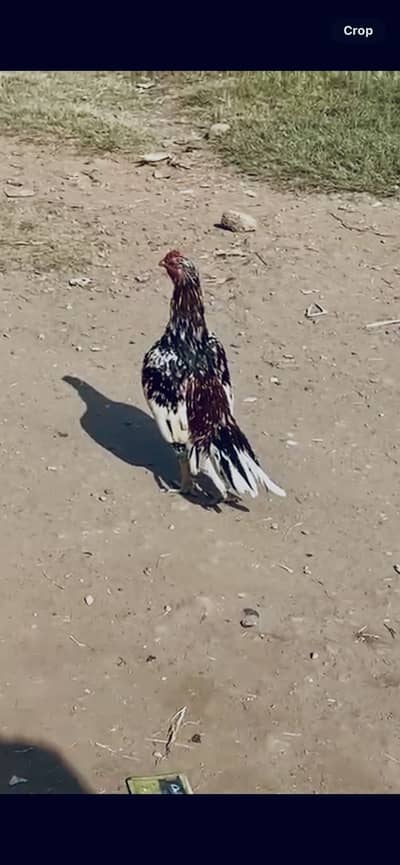 Aseel Cheena miawali high quality Cheena urgent for sale