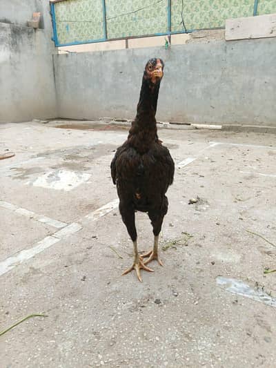 aseel female for sale