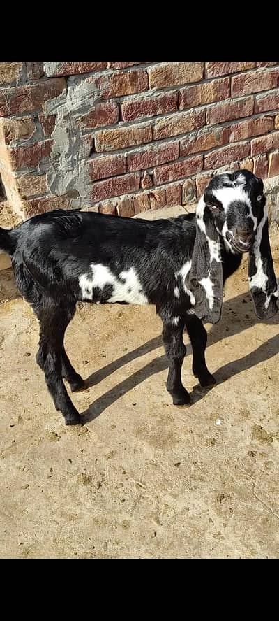 Baby Goat Male Pure Beetal Breed