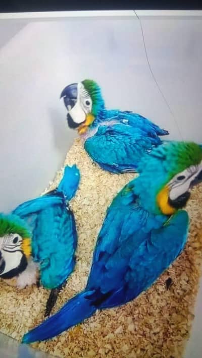 blue macaw parrot 6month age connect number 03378606445