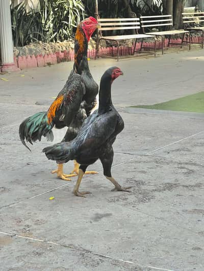 Shamo Female Breeder | OH shamo | Top Quality Female