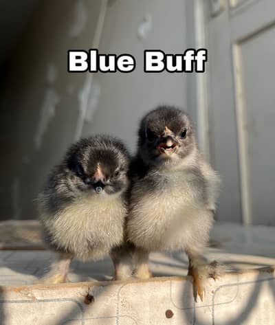 Blue,black,golden,white heavy buff available and polish